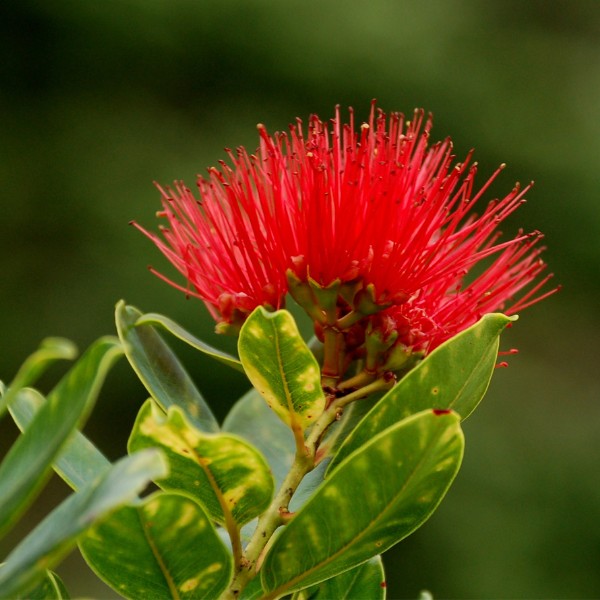 Ohia Lehua