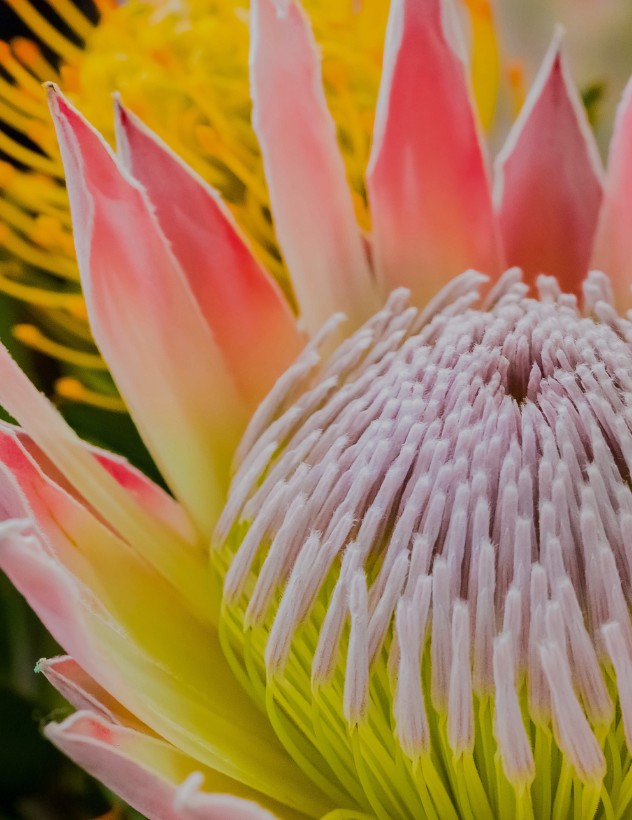 Protea